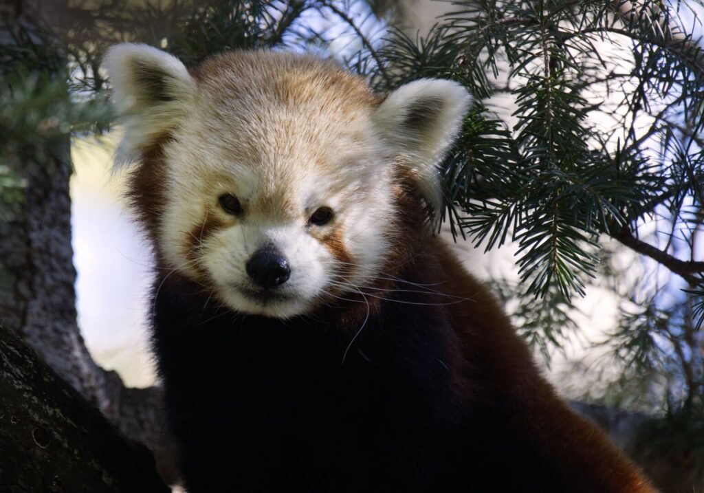 Firefox IRL: Meet Amaya, Basu, Takeo and Pili, Sacramento Zoo’s fantastic four red pandas 